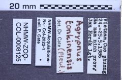 Etiketten zu Agrypnus tonkinensis (Fleutiaux, 1927) (NHMW-ZOO-COL-0008125)